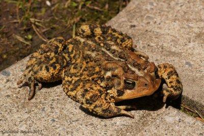 Crapaud