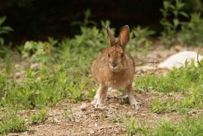 Lapin