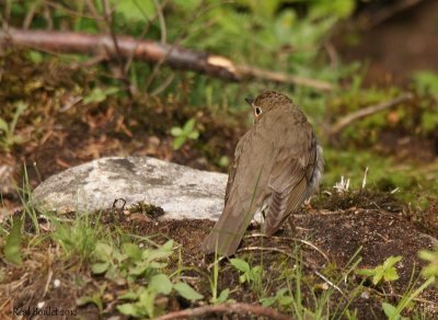 Grive  dos olive (Swainson's Thrush)