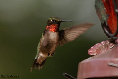 Colibri à gorge rubis (Ruby-throated Hummingbird)