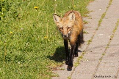 Renard roux - Red Fox