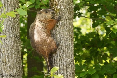 Marmotte
