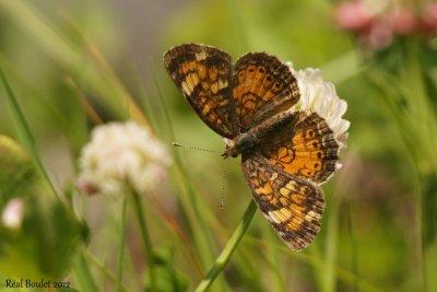 Croissant du nord (Phyciodes cocyta)