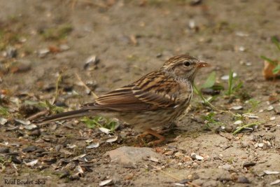 Bruant familier (Chipping Sparrow)