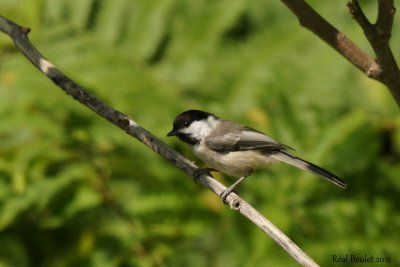 Msange  tte noire (Black-capped Chickadee)