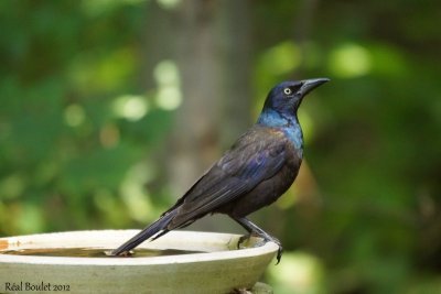 Quiscale bronz (Common Grackle)