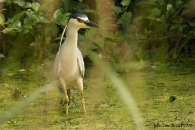 Bihoreau gris (Black-crowned Night-Heron)