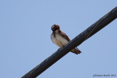 Hirondelle  front blanc (Cliff Swallow)