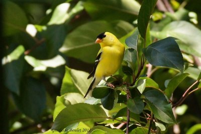 Chardonneret jaune (American Goldfinch)