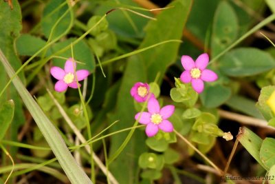 Phlox stolonifère