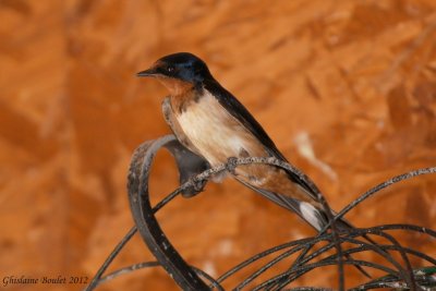 Hirondelle rustique (Barn Swallow)