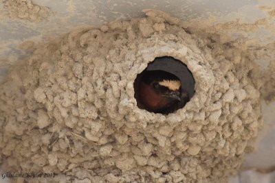 Hirondelle  front blanc (Cliff Swallow)