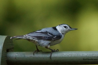 Sittelle à poitrine blanche (White-breasted Nuthatch)