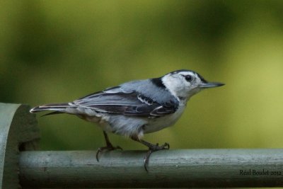 Sittelle  poitrine blanche (White-breasted Nuthatch)