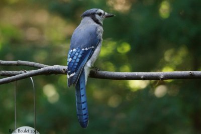 Geai bleu (Blue Jay)