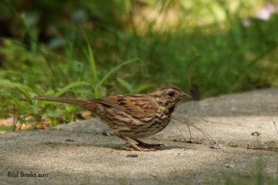 Bruant chanteur (Song Sparrow)