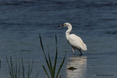 Aigrette garzette (Little Egret)