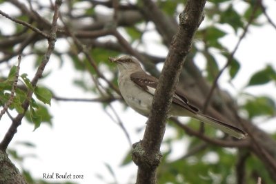 Moqueur polyglotte (Northern Mockingbird)