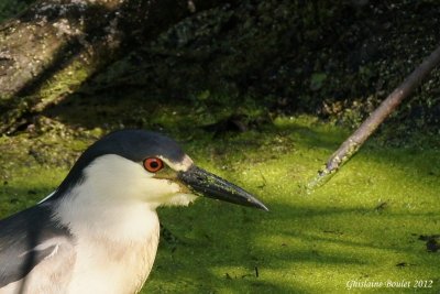 Bihoreau gris (Black-crowned Night-Heron)