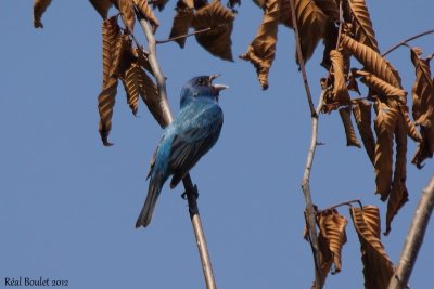 Passerin indigo (Indigo Bunting)