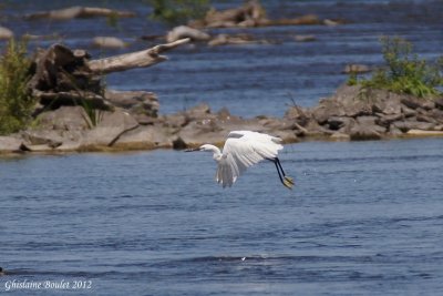 Aigrette garzette (Little Egret)