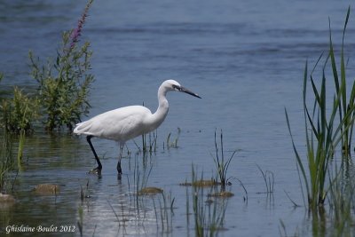 Aigrette garzette (Little Egret)