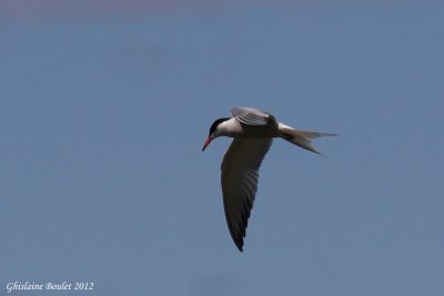 Sterne pierregarrin (Common Tern)