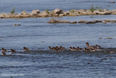 Harle hupp (Red-breasted Merganser)