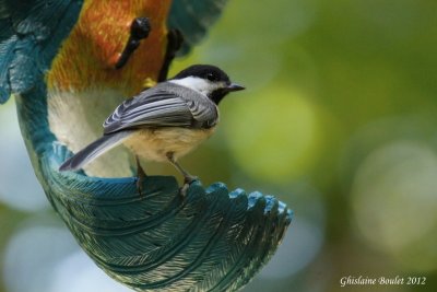 Mésange à tête noire (Black-capped Chickadee)