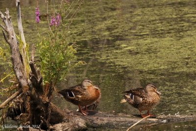 Canard colvert (Mallard)