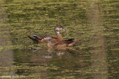 Canard branchu (Wood Duck)