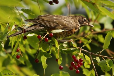 Merle d'Amérique (American Robin)
