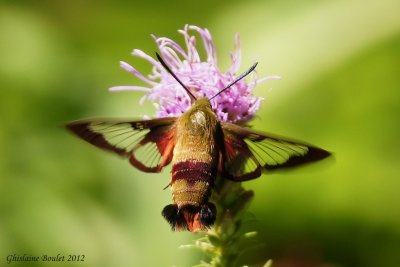 Sphinx colibri