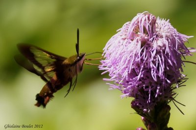 Sphinx colibri