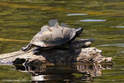 Tortue peinte