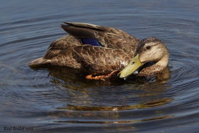 Canard noir (American Black Duck)