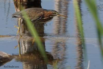 Héron vert (Green-backed Heron)