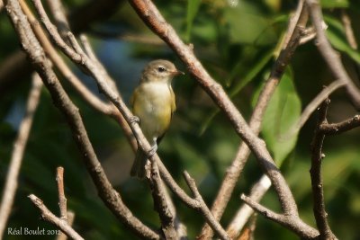 Viro mlodieux (Warbling Vireo)