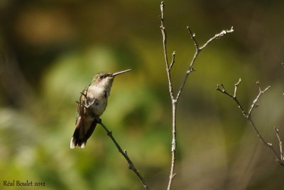 Colibri à gorge rubis (Ruby-throated Hummingbird)