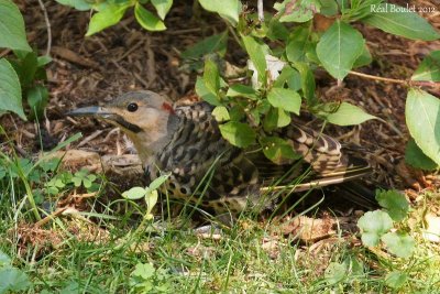 Pic flamboyant (Northern Flicker)