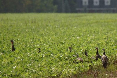 Dindon sauvage (Wild Turkey)