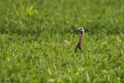 Dindon sauvage (Wild Turkey)