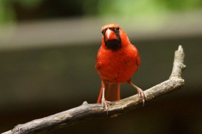 Cardinal rouge (Northern Cardinal) 