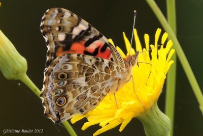 Belle dame - Vanessa cardui