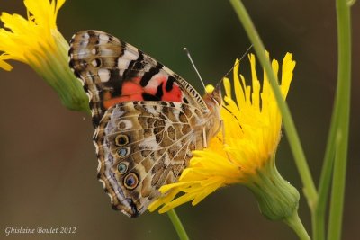 Belle dame - Vanessa cardui