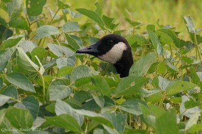 Bernache du Canada (Canada Goose)