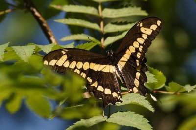 Papillons et chenilles - Butterflies and cartepillars