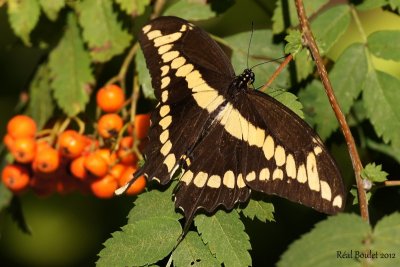 Grand Porte-Queue - Papilio cresphontes