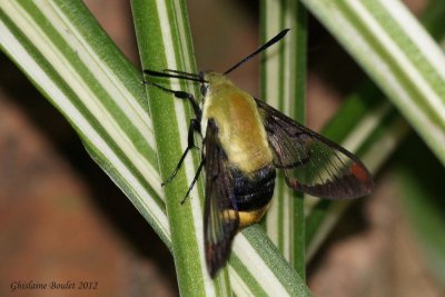 Sphinx du chevrefeuille - Hemaris diffinis 