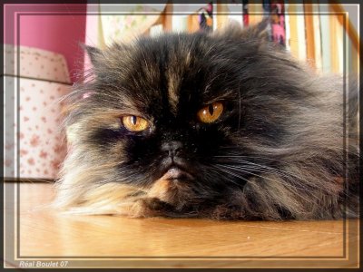 Praline